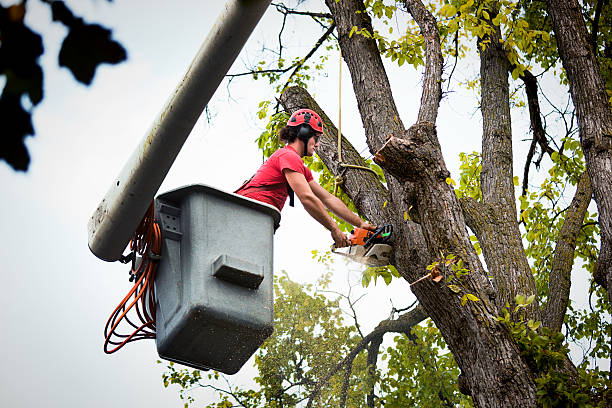 William Paterson University Of New Jersey, NJ Tree Removal and Landscaping Services Company